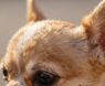 Are Chihuahuas Hypoallergenic?