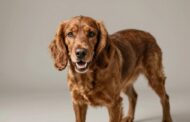 Identifying and Addressing Aggressive Behavior in Cocker Spaniels