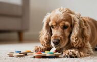 7 Signs Your Cocker Spaniel Is Smarter Than You Think