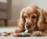 7 Signs Your Cocker Spaniel Is Smarter Than You Think