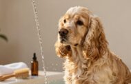Do Cocker Spaniels Smell and How Do You Keep Yours Fresh?
