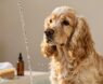 Do Cocker Spaniels Smell and How Do You Keep Yours Fresh?
