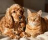 Making Cocker Spaniels and Cats Good Companions
