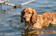 Cocker Spaniels and Swimming: What You Should Know