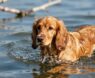 Cocker Spaniels and Swimming: What You Should Know