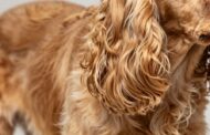 Do Cocker Spaniels Have Hair or Fur?