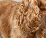Do Cocker Spaniels Have Hair or Fur?