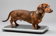 How Much Do Dachshunds Weigh on Average?