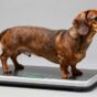 dachshund average weight inquiry