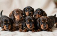 How Many Puppies Do Dachshunds Have per Litter?