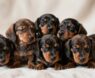 How Many Puppies Do Dachshunds Have per Litter?