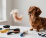 How to Manage Dachshund Shedding: A Complete Guide