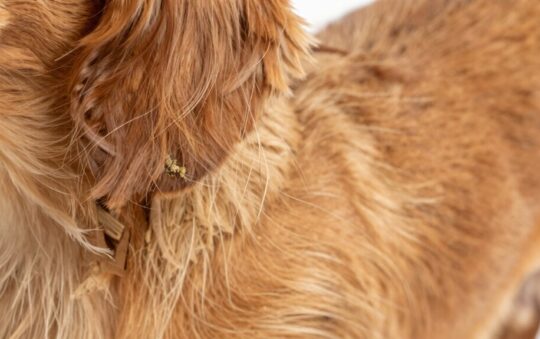 Are Dachshunds Hypoallergenic?