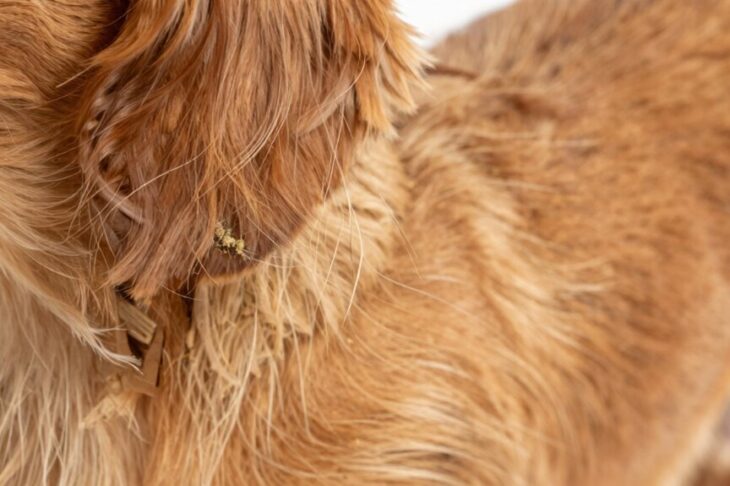 Are Dachshunds Hypoallergenic?