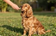 Training Cocker Spaniels Made Easy: A Step-by-Step Guide