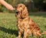Training Cocker Spaniels Made Easy: A Step-by-Step Guide