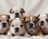 How Many Puppies Do English Bulldogs Have Per Litter