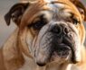 English Bulldogs and Allergies: What You Need to Know → Are English Bulldogs Hypoallergenic?