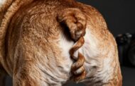 Are English Bulldogs Born With Natural or Docked Tails?