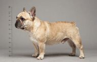 How Tall Are French Bulldogs: A Complete Size Guide