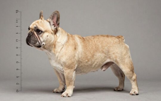 How Tall Are French Bulldogs: A Complete Size Guide