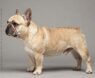 How Tall Are French Bulldogs: A Complete Size Guide
