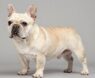 How Big Do French Bulldogs Get at Full Maturity?