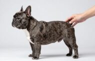 How Big Are French Bulldogs?