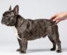 How Big Are French Bulldogs?