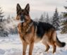 How Cold Do German Shepherds Like It?