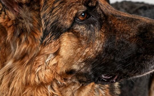 Do German Shepherds Have Double Coats?