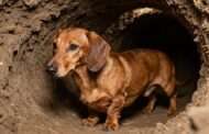 What Were Dachshunds Bred For?