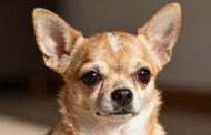What Makes Chihuahuas Smart?