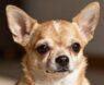 What Makes Chihuahuas Smart?