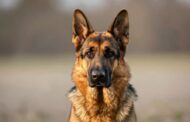 Why Are German Shepherds Smart?