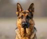 Why Are German Shepherds Smart?