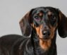 What Makes Dachshunds Smart?