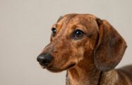 What Makes Dachshunds Smart?