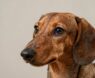 What Makes Dachshunds Smart?