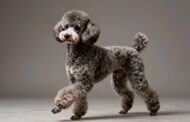 Why Are Poodles One of the Smartest Dog Breeds?