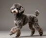 Why Are Poodles One of the Smartest Dog Breeds?