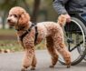 Why Are Poodles Excellent Service Dogs?