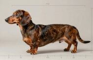 Mini Dachshund Size Chart – 3 Key Measurements Explained