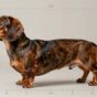 mini dachshund size measurements