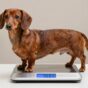 mini dachshund weight range