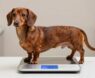 How Much Do Mini Dachshunds Weigh?