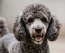 What Causes Aggressive Behavior in Poodles?