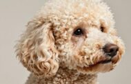 Are Poodles Really Hypoallergenic?