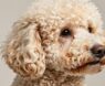 Are Poodles Really Hypoallergenic?