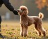 Training Poodles to Be Protective Companions